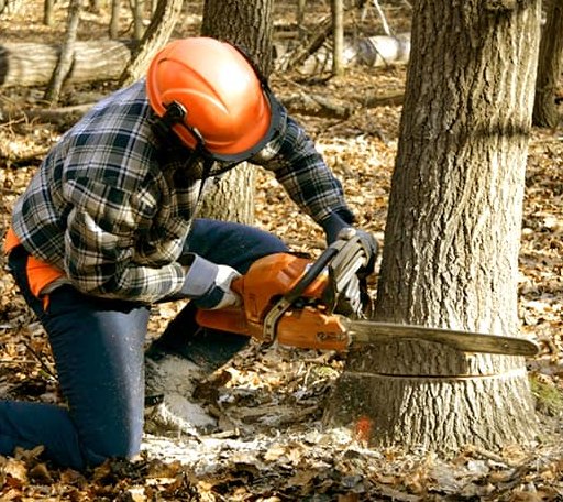 Deadwood Removal crew at work